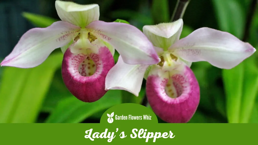 ladys slipper flower
