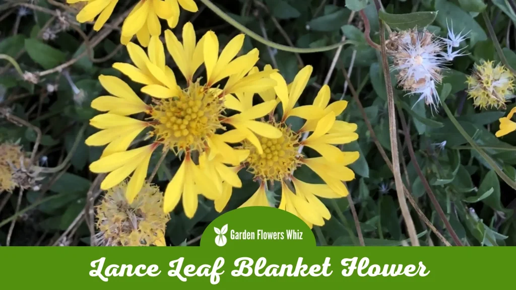 lance leaf blanket flower