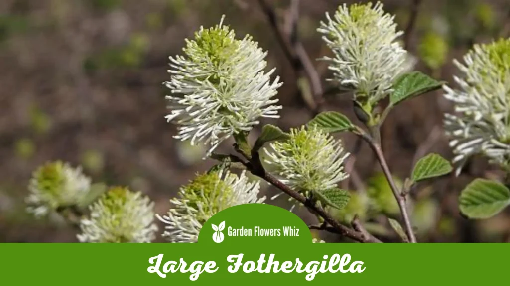 large fothergilla flower