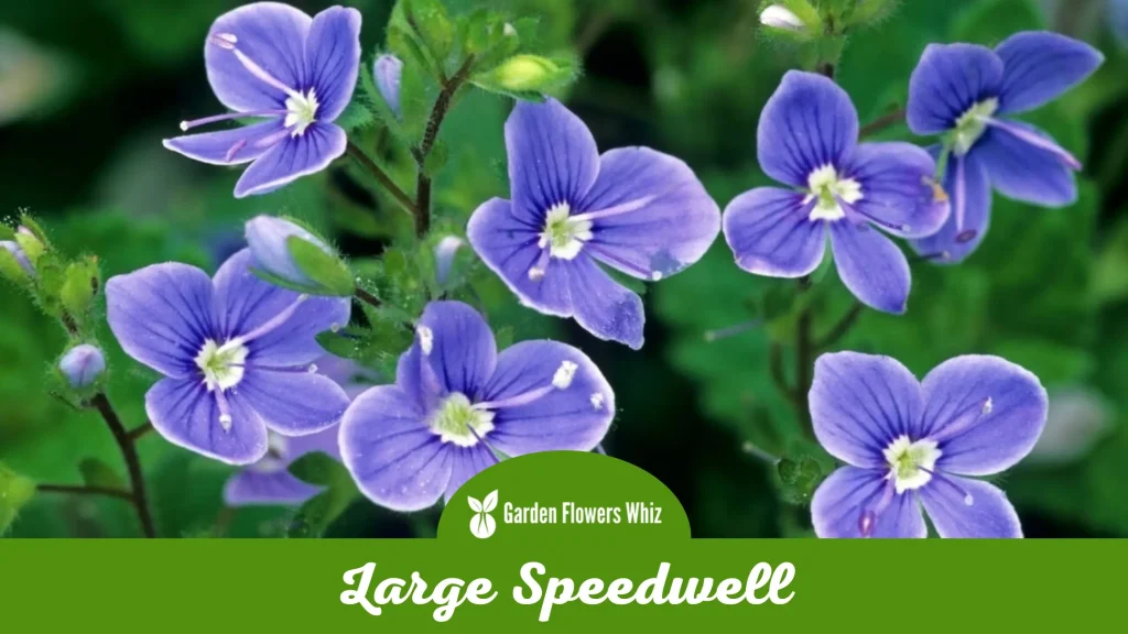 large speedwell flower