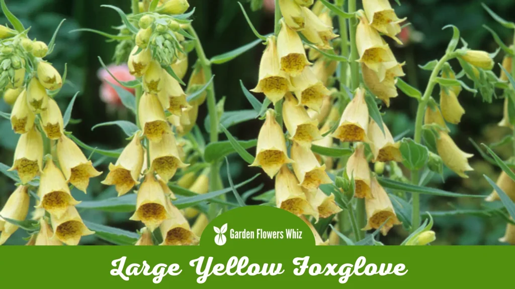 large yellow foxglove flower