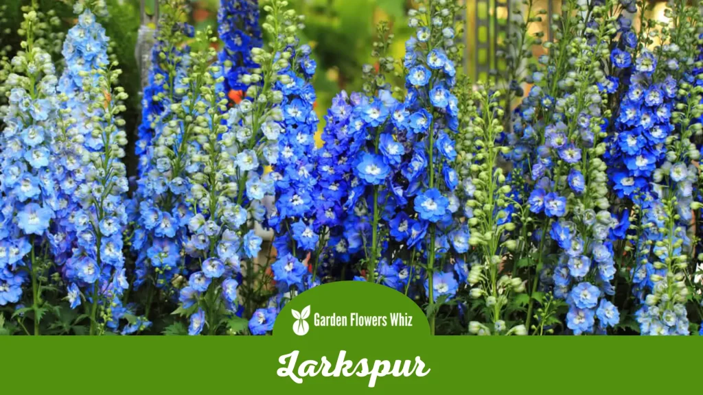 larkspur flower