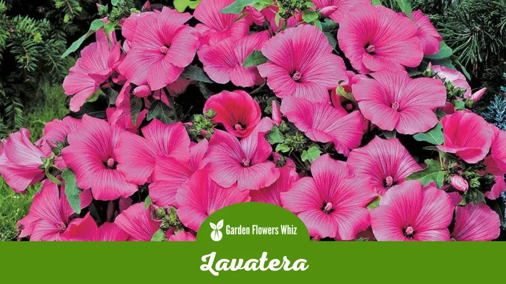 lavatera flower