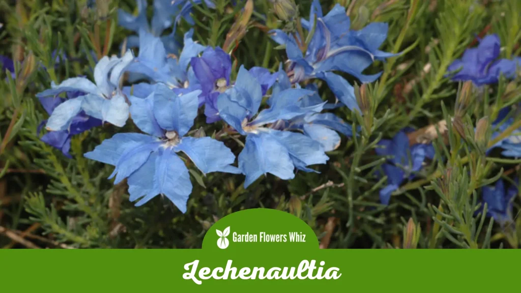 lechenaultia flower