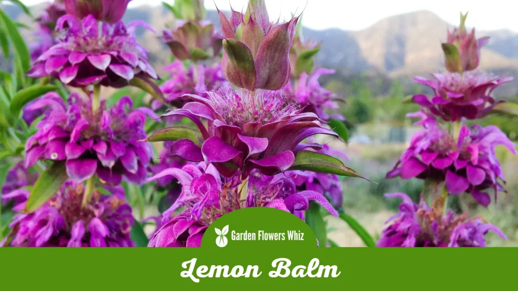 lemon balm flower