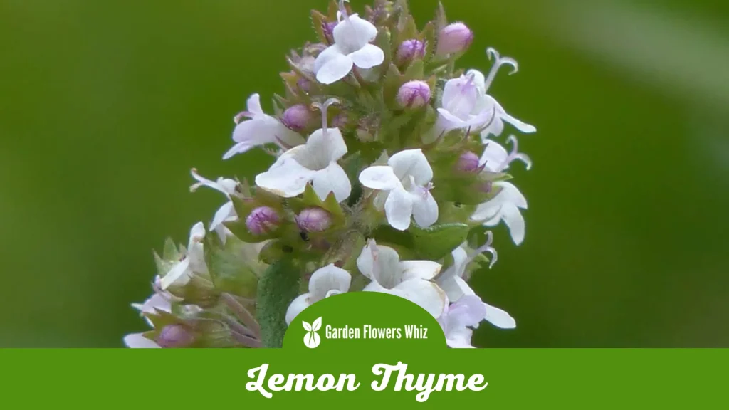 lemon thyme flower