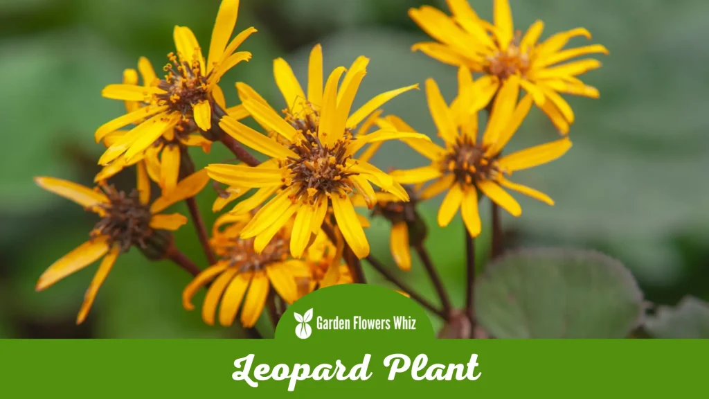 leopard plant flower