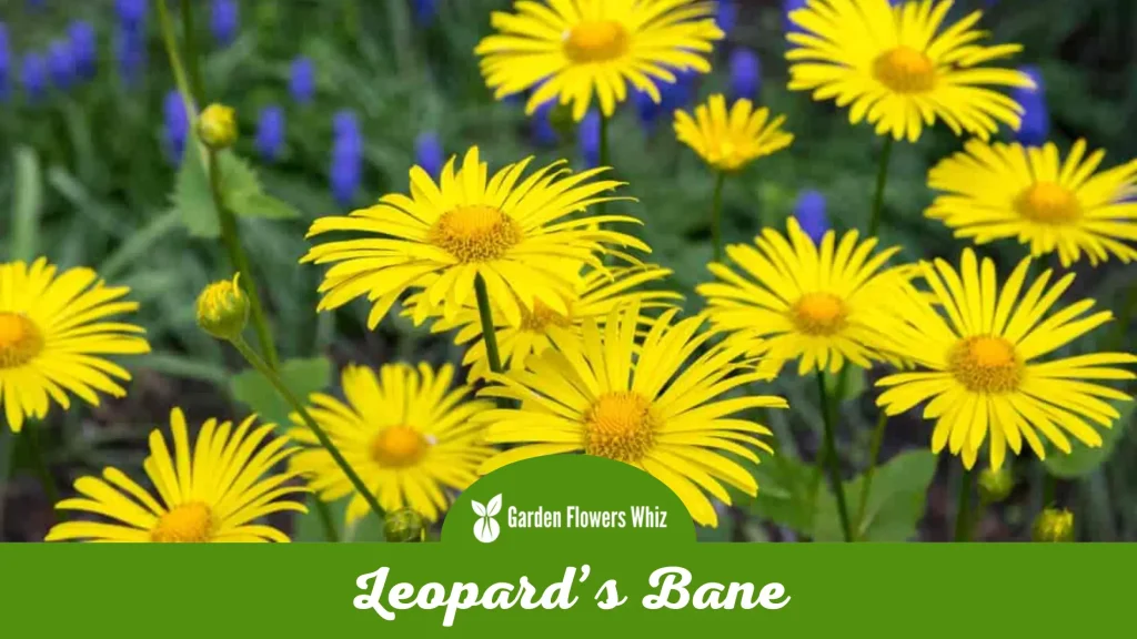leopards bane flower
