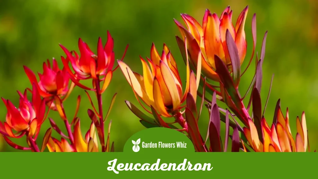 leucadendron flower