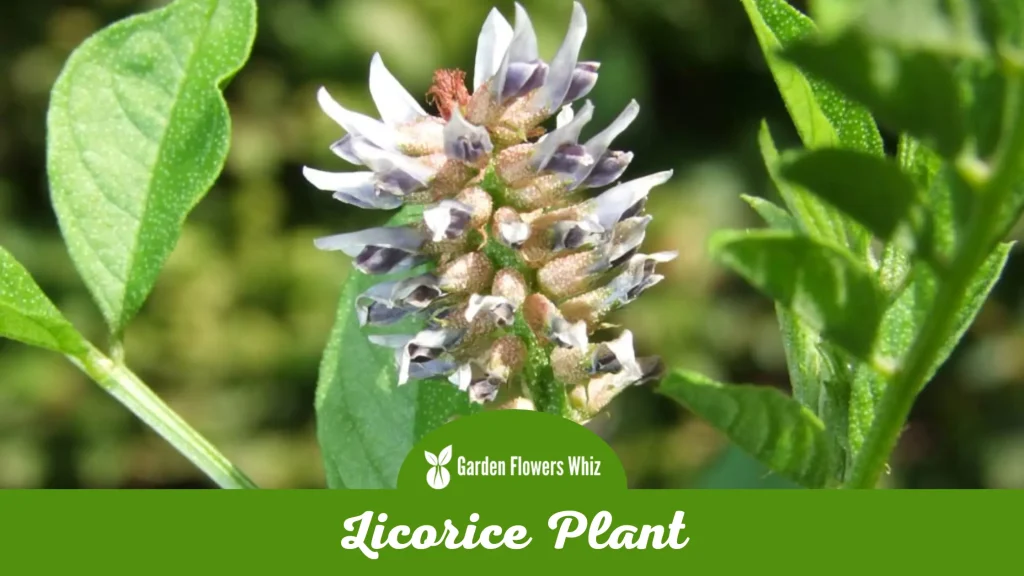 licorice plant flower