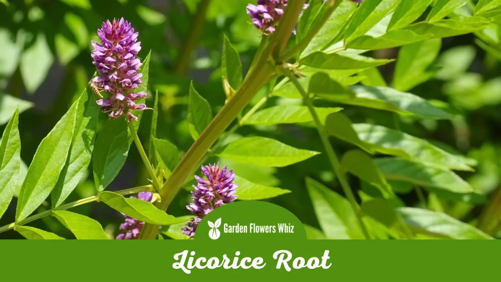 licorice root flower