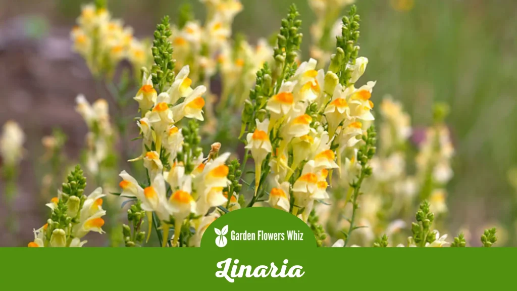 linaria flower