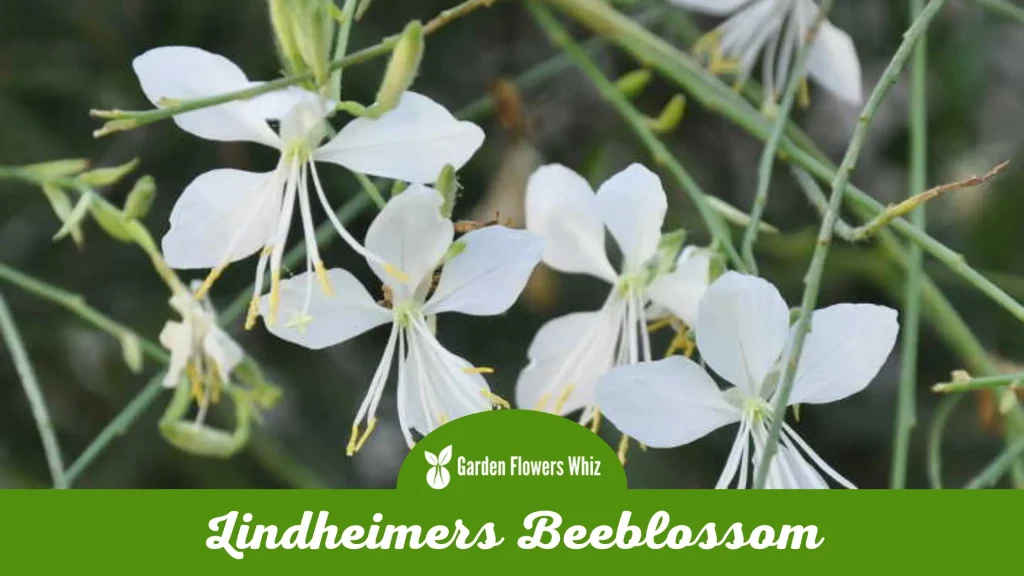 lindheimers beeblossom flower