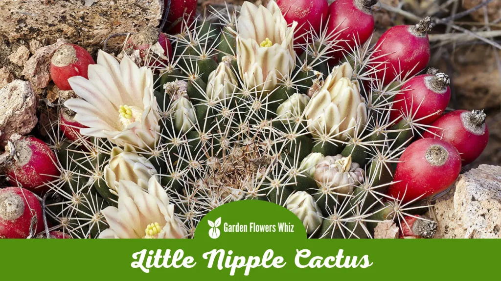 little nipple cactus flower