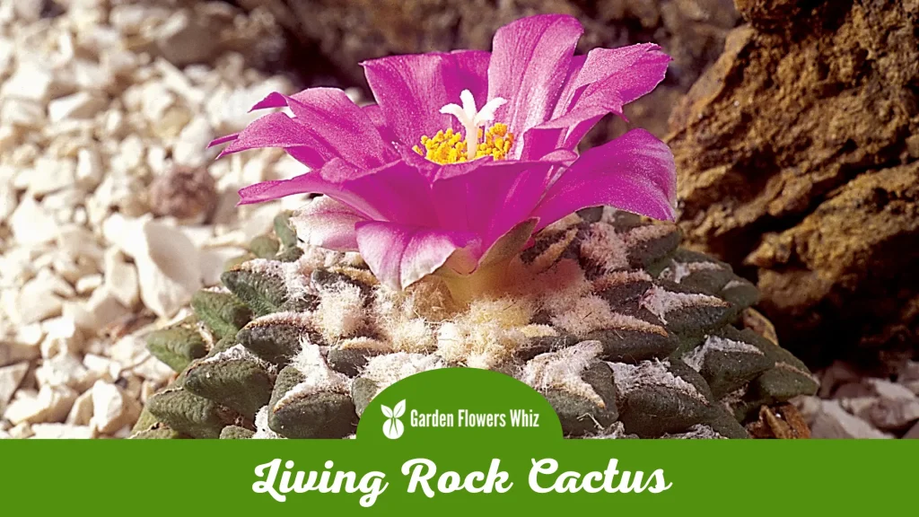 living rock cactus flower