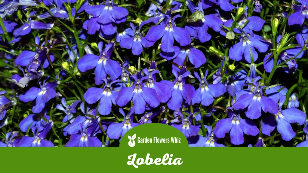 lobelia flower