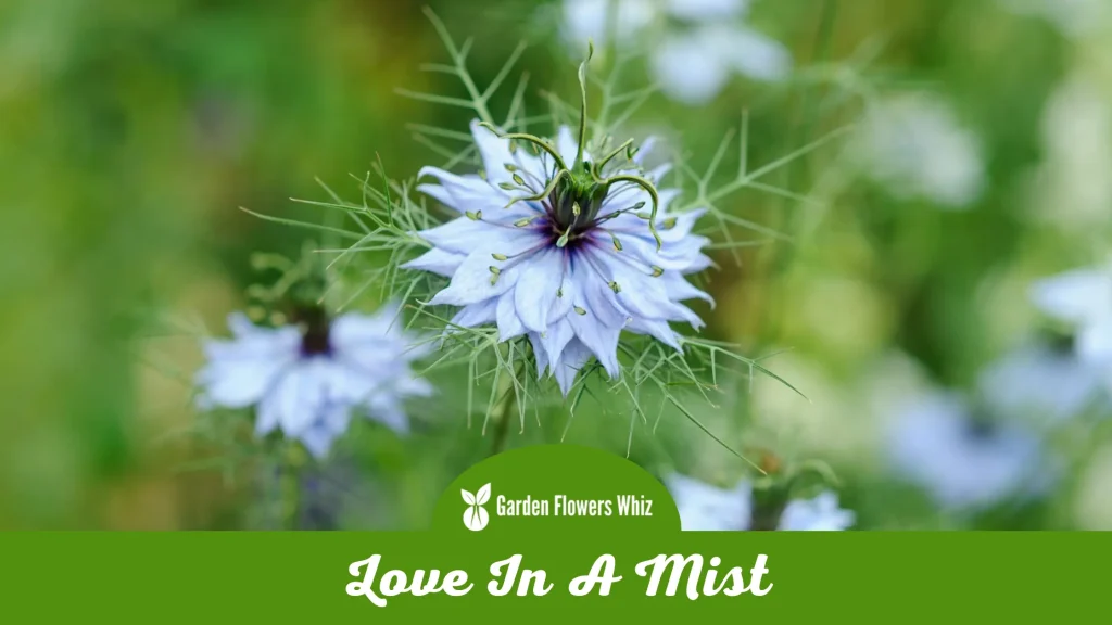 love in a mist flower