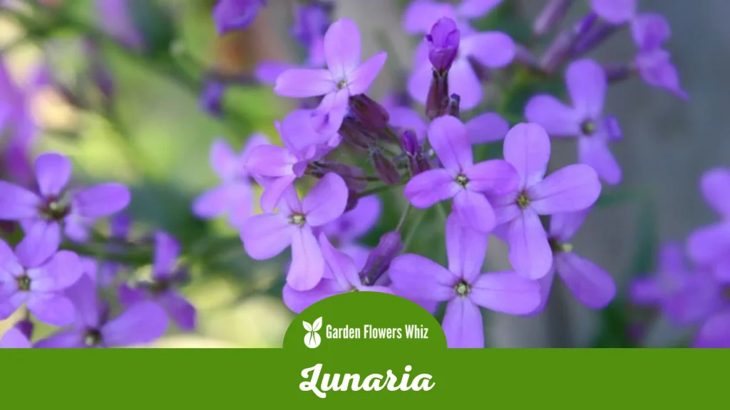 lunaria flower