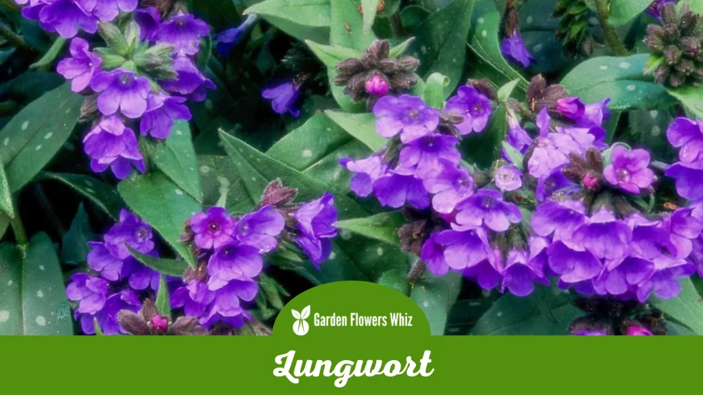 lungwort flower