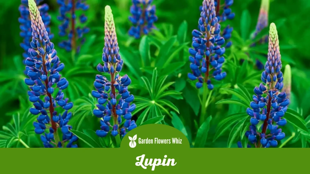 lupin flower