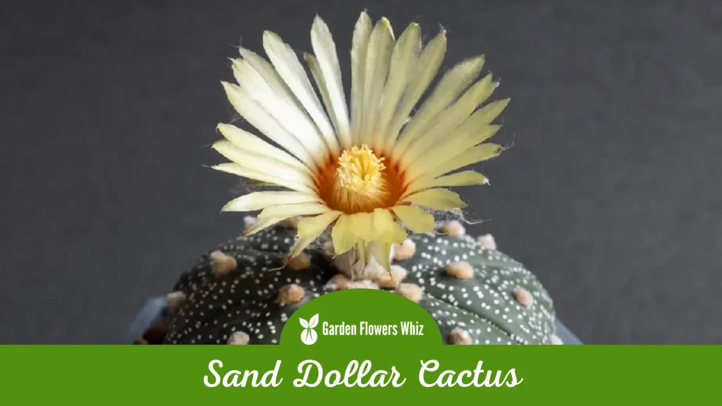 sand dollar cactus flower