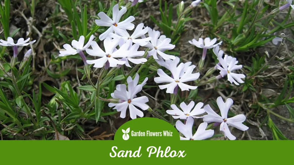 sand phlox flower