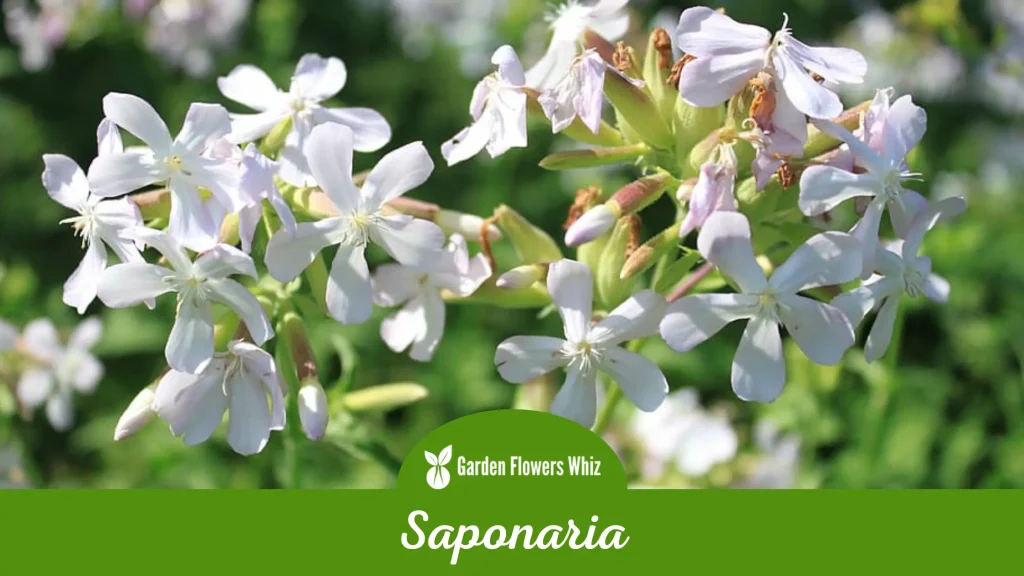 saponaria flower