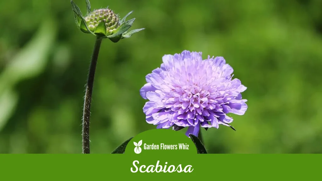 scabiosa flower