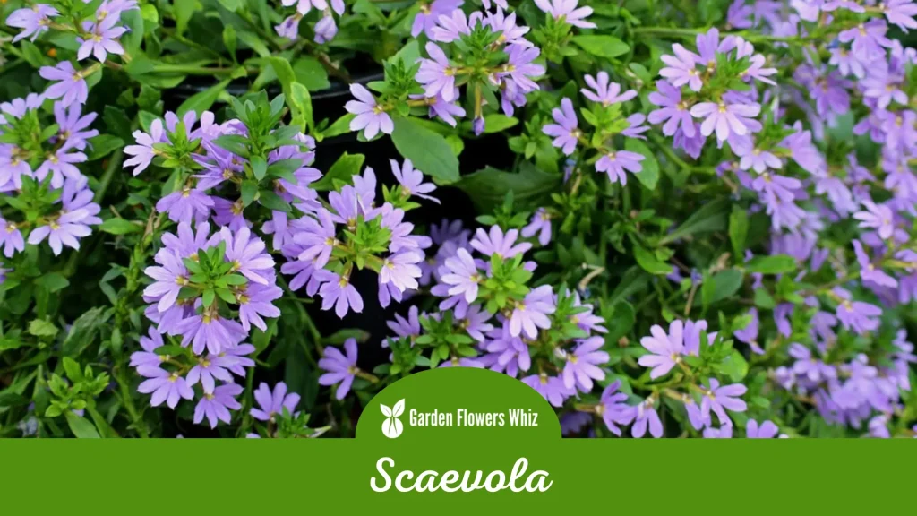scaevola flower