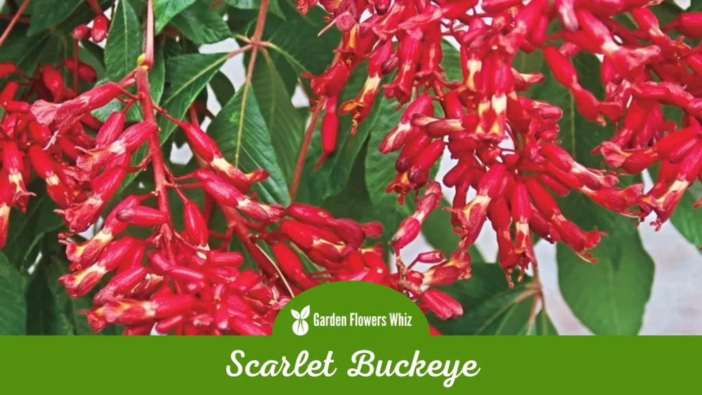 scarlet buckeye flower