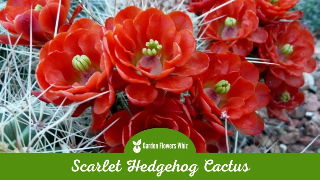 scarlet hedgehog cactus flower