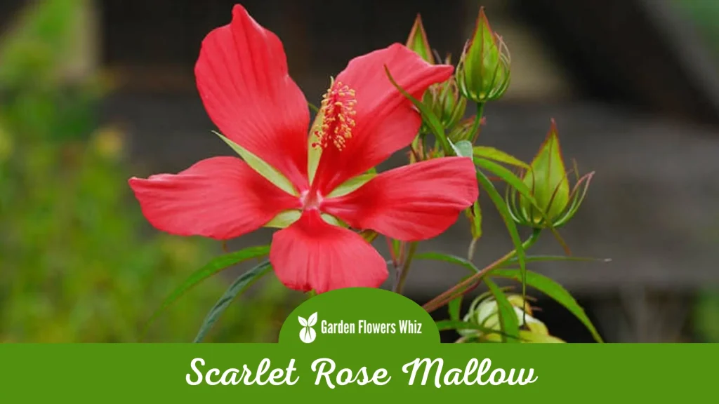 scarlet rose mallow flower