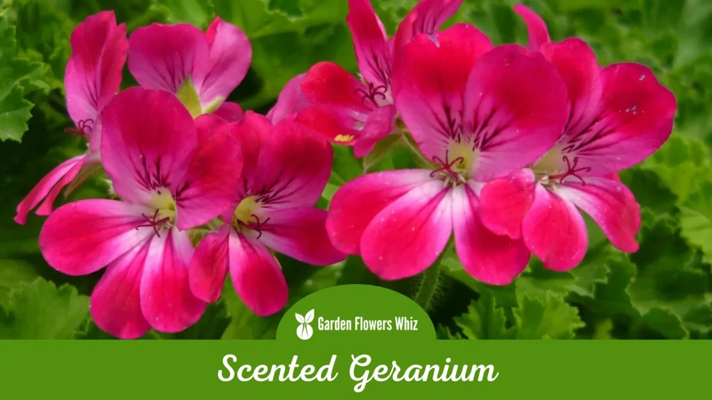 scented geranium flower