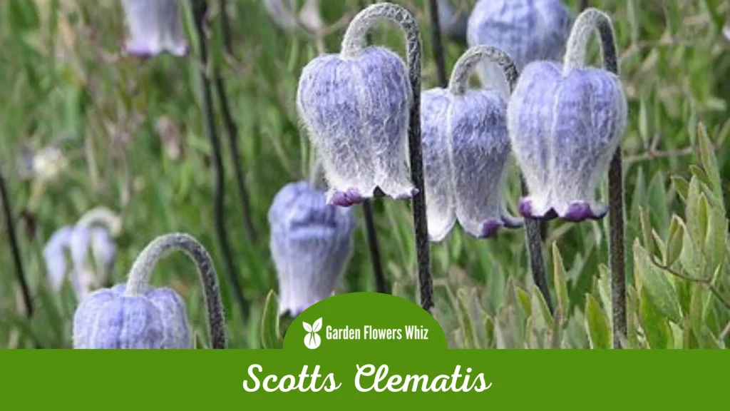 scotts clematis flower