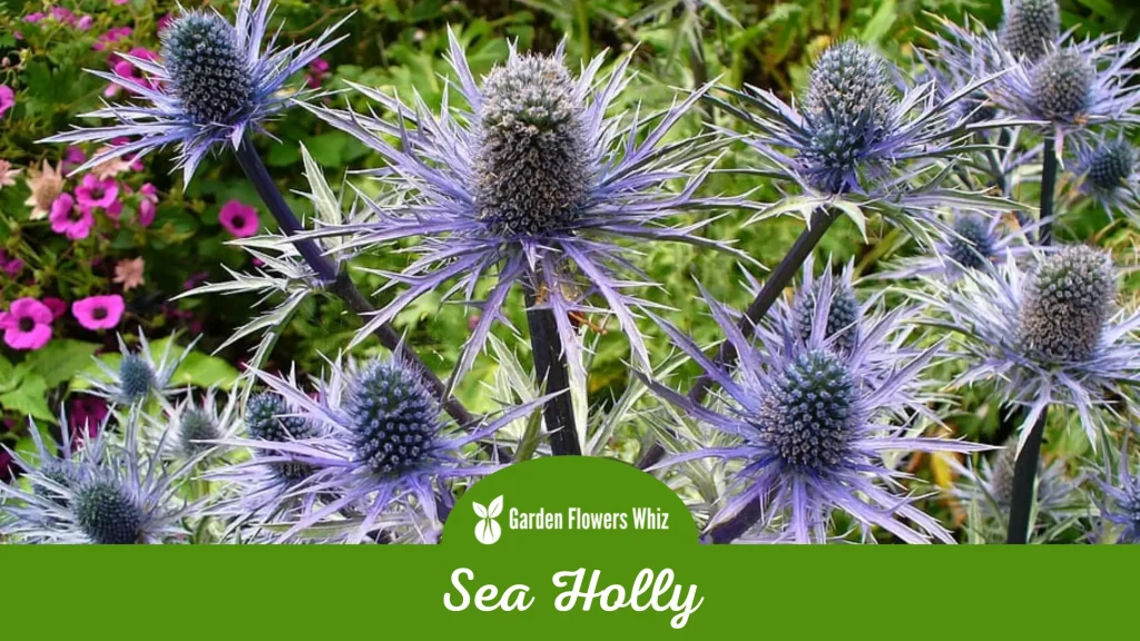 sea holly flower