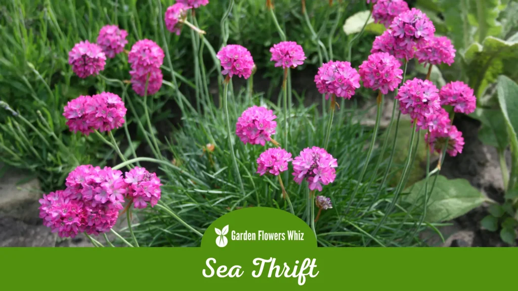 sea thrift flower