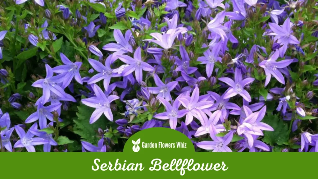 serbian bellflower flower