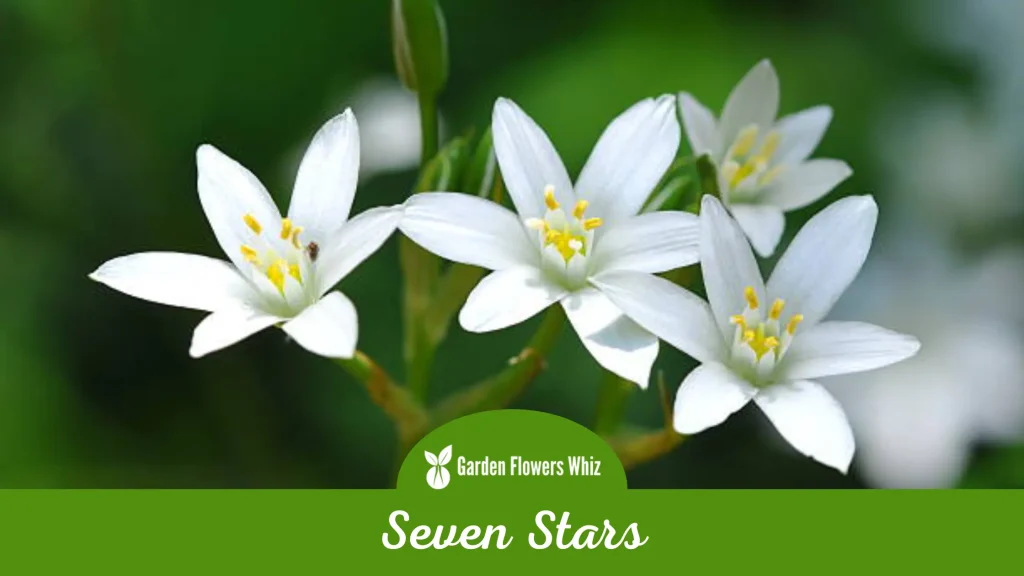 seven stars flower