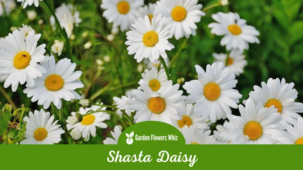shasta daisy flower