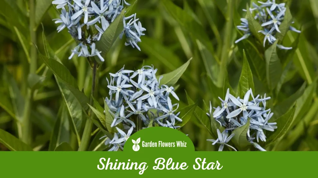 shining blue star flower