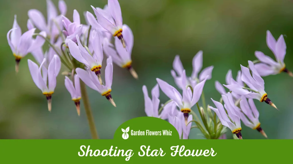 shooting star flower