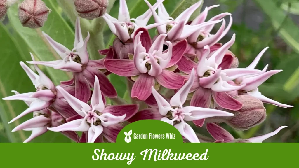 showy milkweed flower