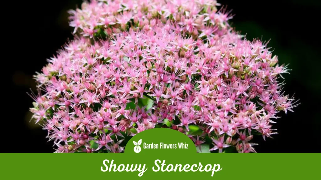showy stonecrop flower
