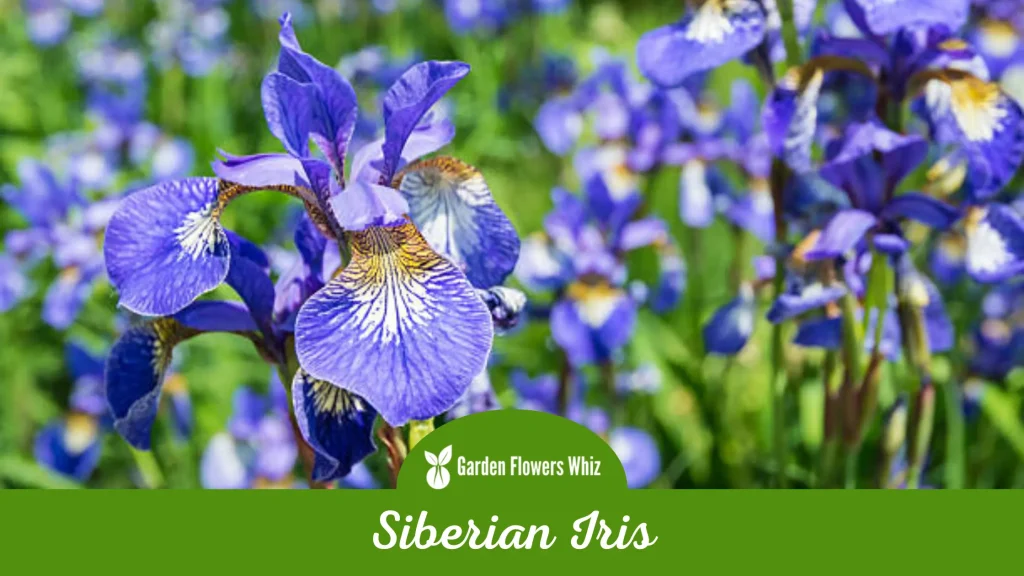 siberian iris flower