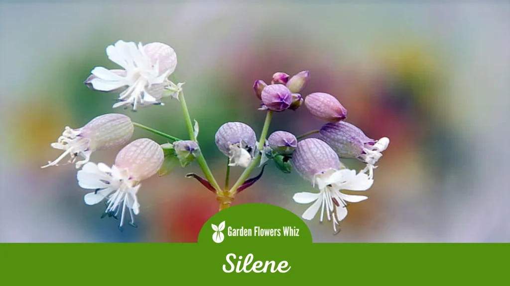 silene flower