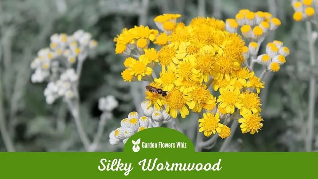 silky wormwood flower