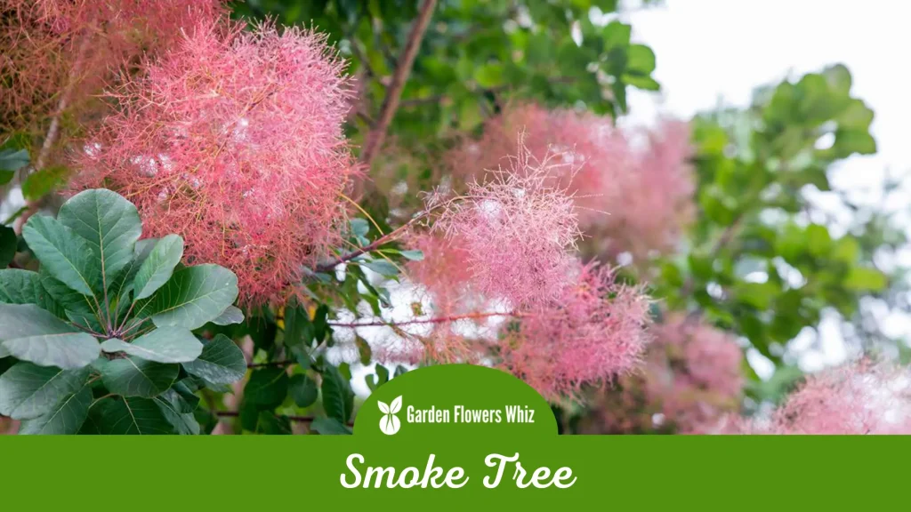 smoke tree flower