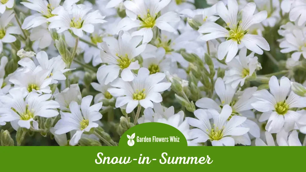 snow-in-summer flower