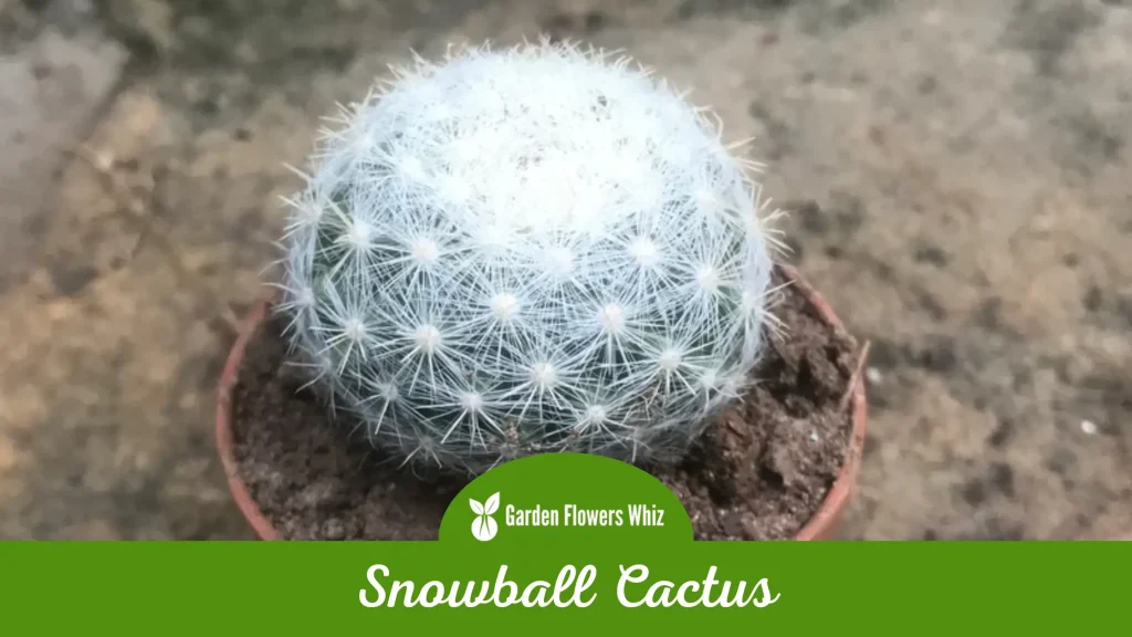 snowball cactus flower