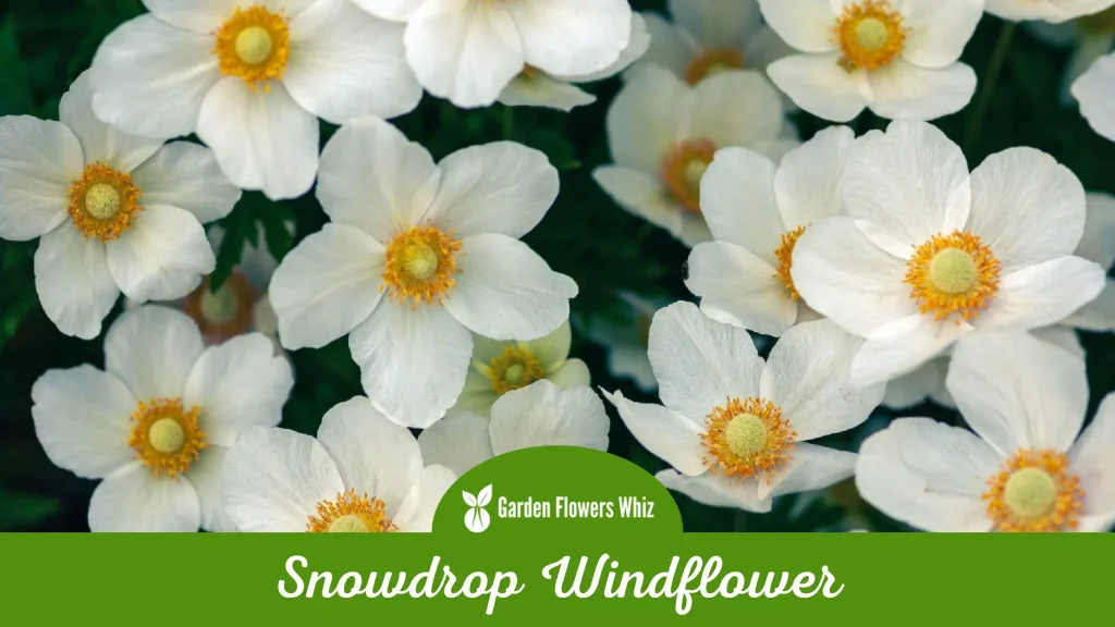 snowdrop windflower flower